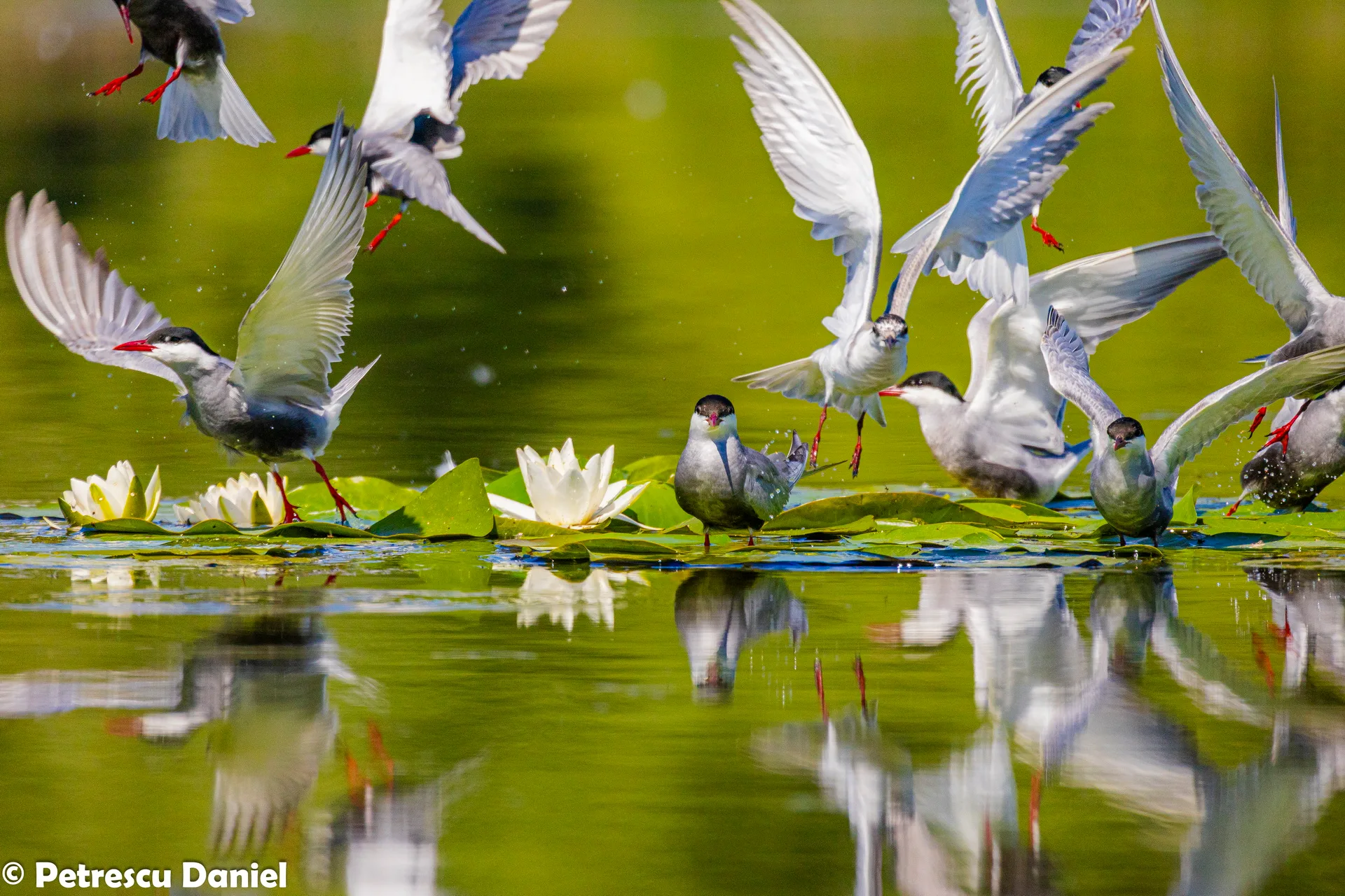 WeiÃbart-Seeschwalbe beim Eintauchen an der WasseroberflÃ¤che â Donaudelta