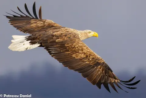 Seeadler im Donaudelta — Europas größter Adler, Ibis Tours Rumänien