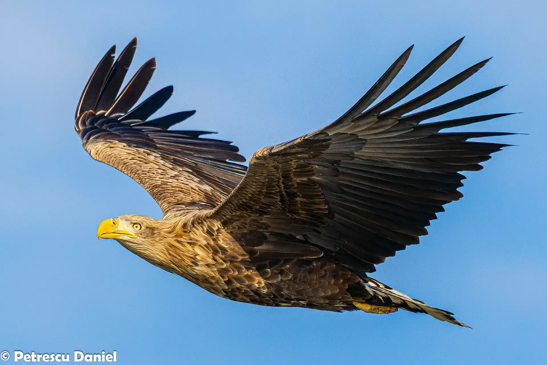 Seeadler-Porträt Nahaufnahme — Haliaeetus albicilla