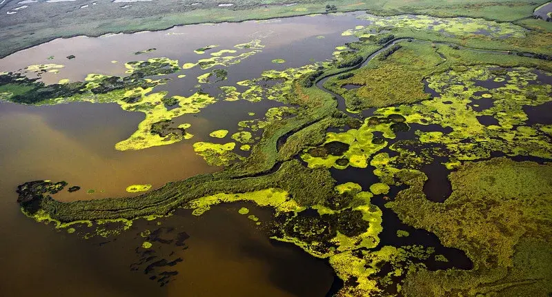 Schwimmende Inselvegetation in der Kernzone des Donaudeltas — Bruthabitat der Moorente