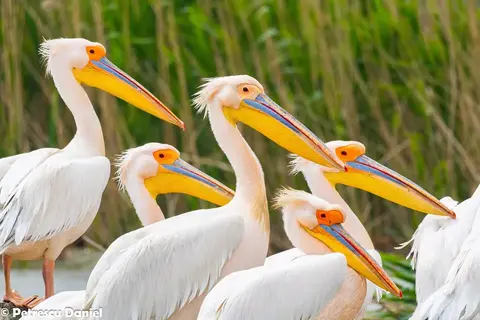 Great White Pelicans close-up portrait group in the Danube Delta