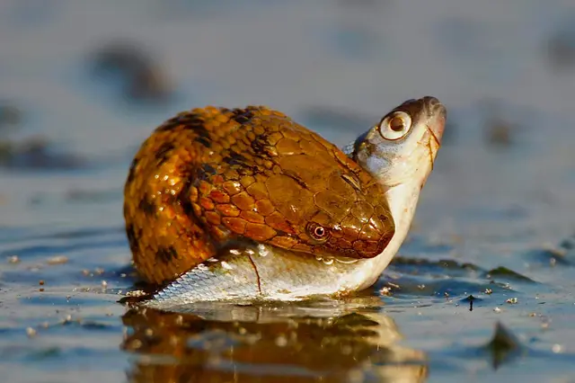 Würfelnatter (Natrix tessellata) verschlingt einen Fisch — Donaudelta