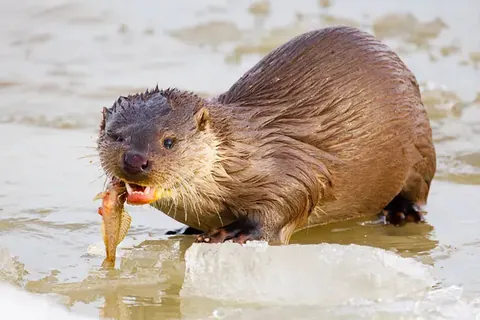 Europäischer Fischotter frisst einen Fisch — Donaudelta