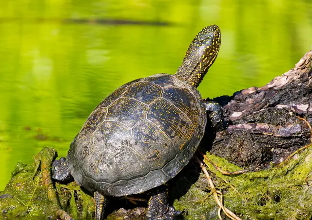 Europäische Sumpfschildkröte (Emys orbicularis) sonnt sich auf einem Baumstamm — Donaudelta