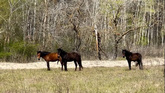 Wildpferde grasen im Letea-Wald — Donaudelta