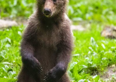 Bear Watching in Romania