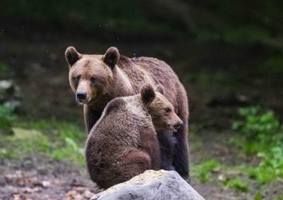 Bear Watching in Romania