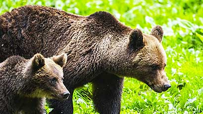 Bear watching in Romania