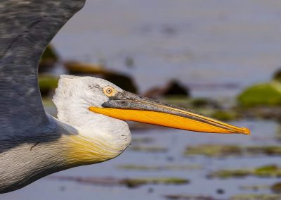 Birding tour in Danube Delta and Dobrogea