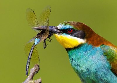 Birding tour in Danube Delta and Dobrogea