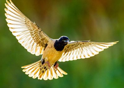 Birding tour in Danube Delta and Dobrogea