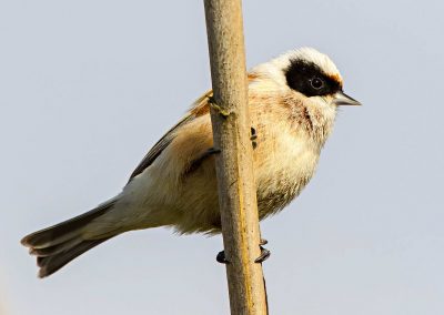 Birding tour in Danube Delta and Dobrogea