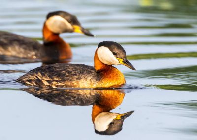 Birding tour in Danube Delta and Dobrogea