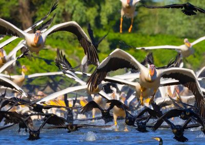 Birding tour in Danube Delta and Dobrogea