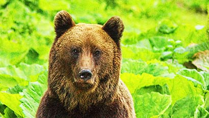 Bear watching Romania